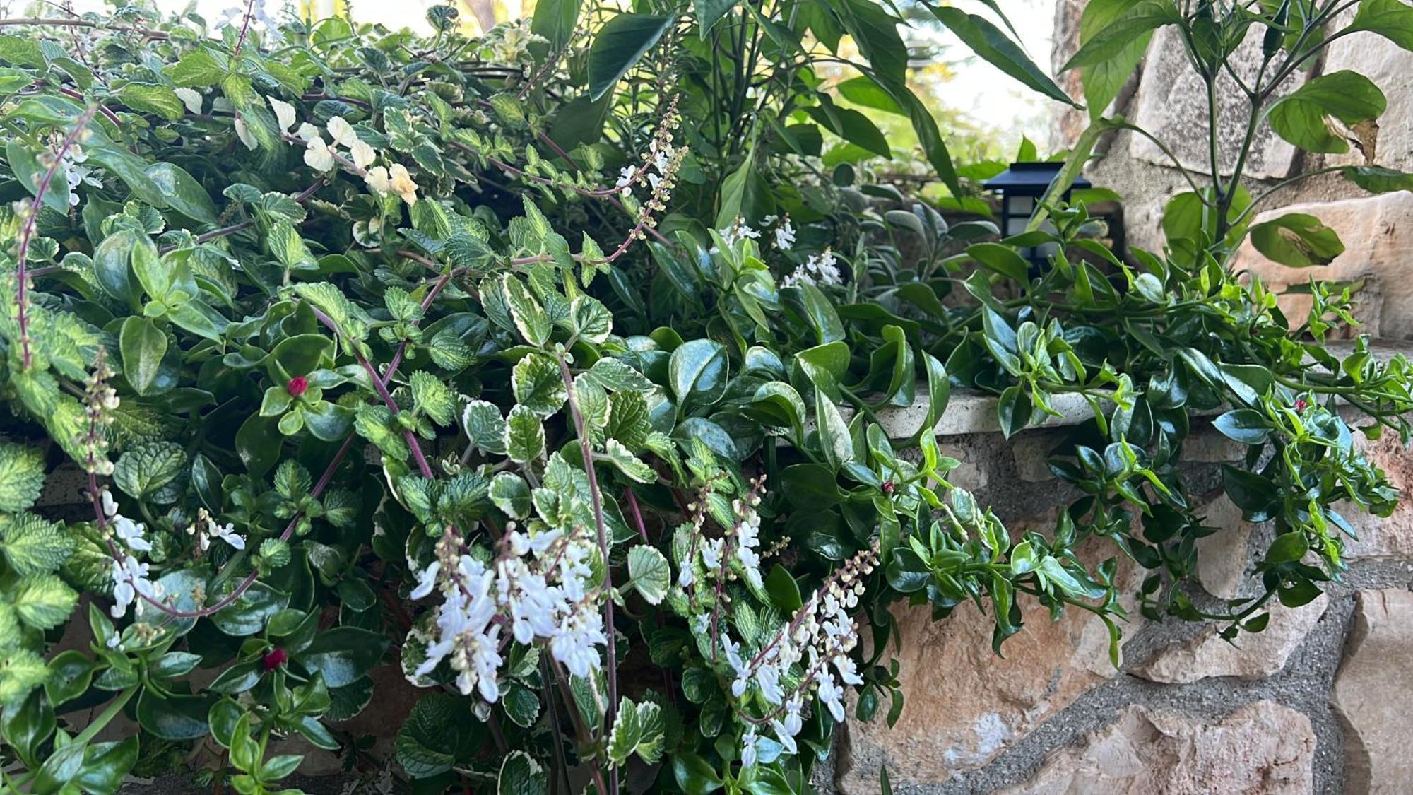 La Casetta Di Fiore * Selva Di Fasano